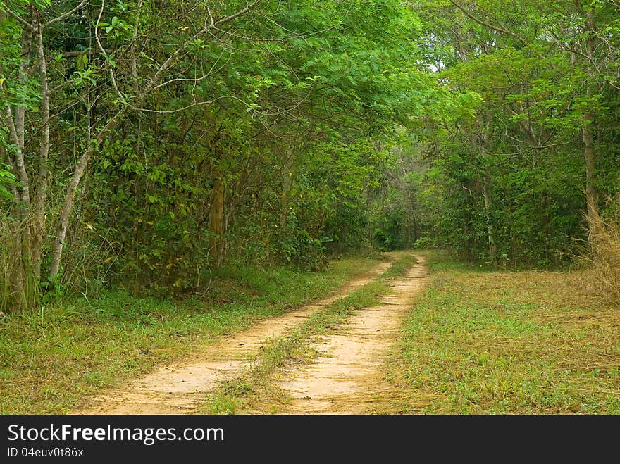 Ground road in jungle at the country of thailand.