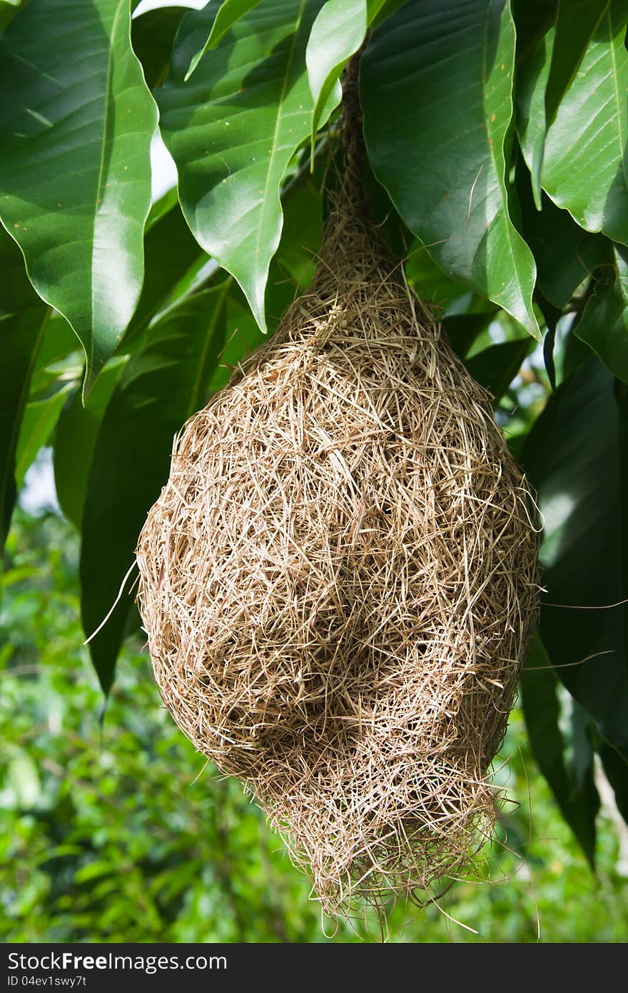 Bird s nest hanging on a mango tree