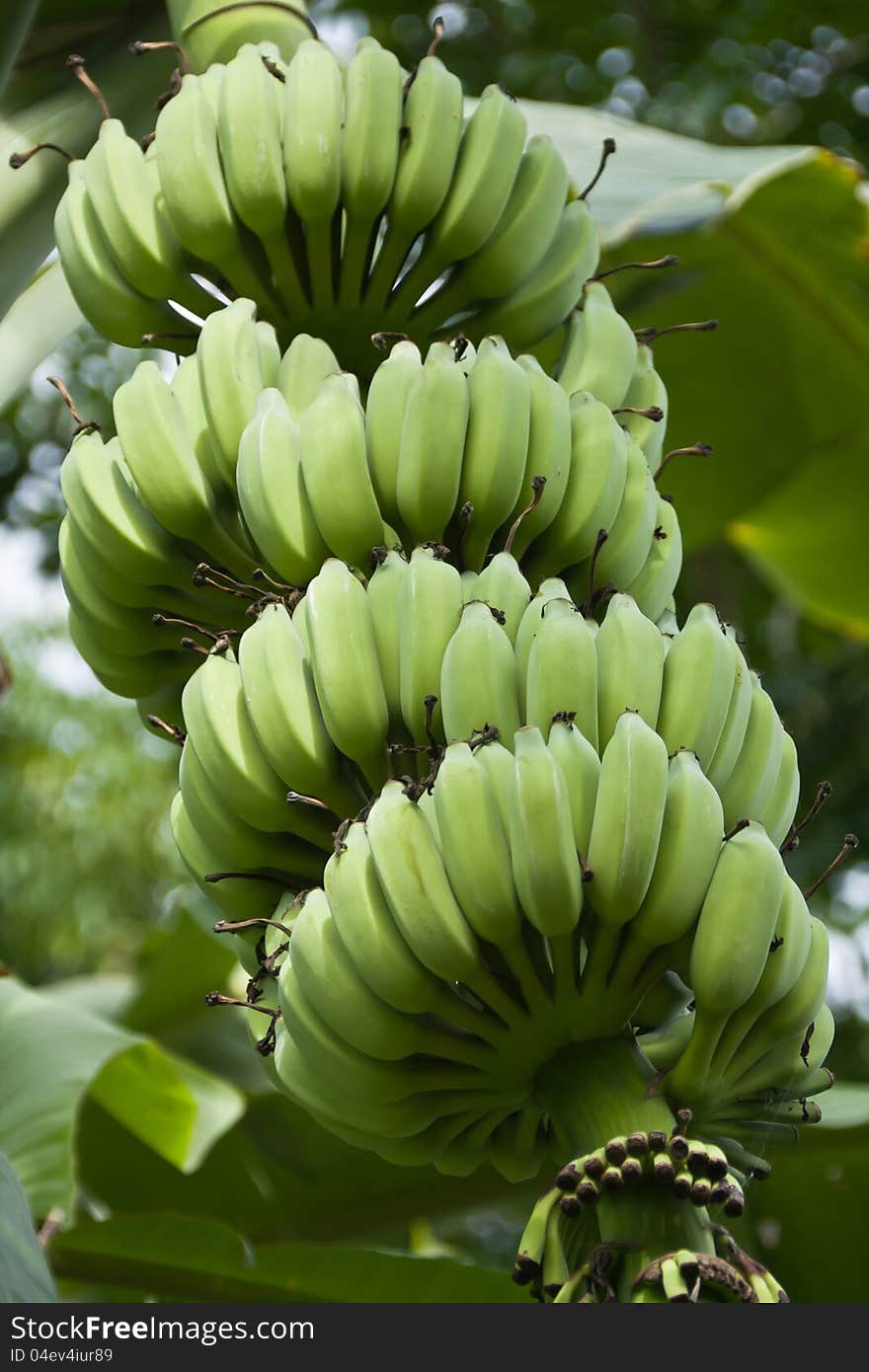 Green bananas on a tree