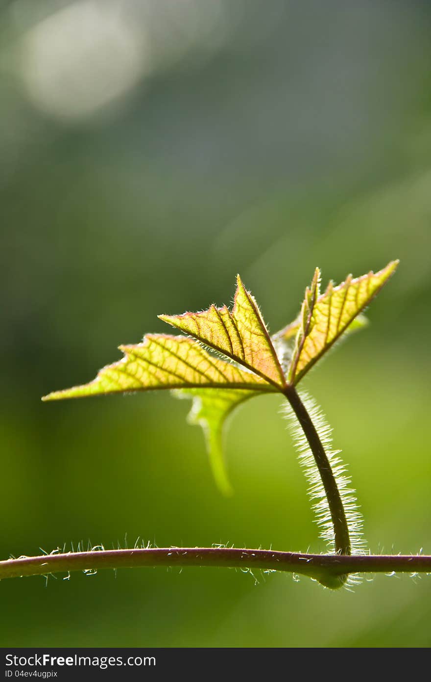 Green Young Leave With Sun Ray