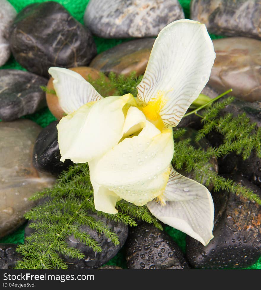 Yellow flower and a smooth sea stones. Yellow flower and a smooth sea stones