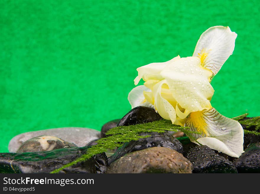 Yellow flower and a smooth sea stones. Yellow flower and a smooth sea stones