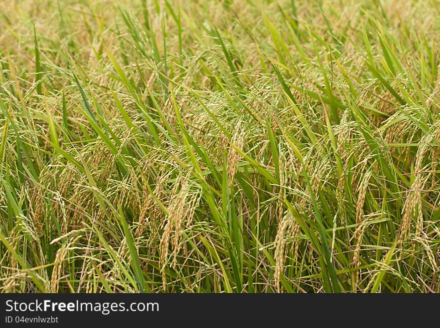 Rice plant in the morning in thailand