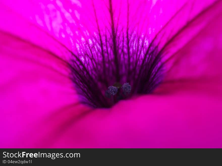 Closeup of purple morning glory flower . Closeup of purple morning glory flower .