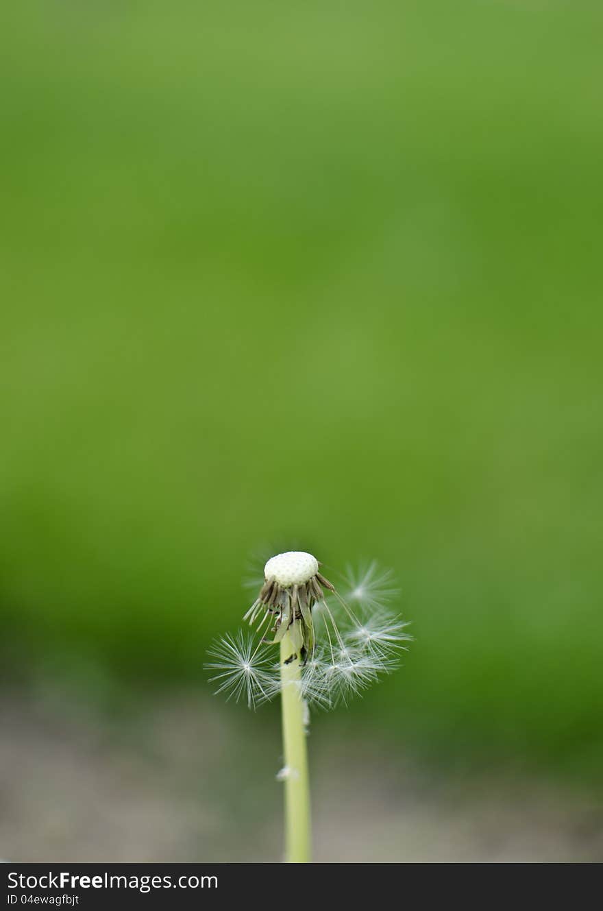 Close up of a dandelion with blurry background with a text copy space