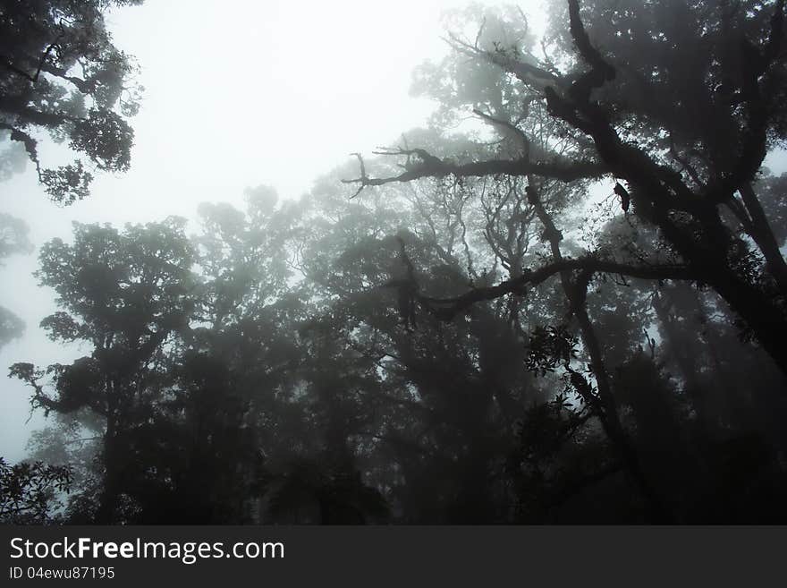 Fog in the middle of Gede Mountain National Park, West Java, Indonesia. Fog in the middle of Gede Mountain National Park, West Java, Indonesia.