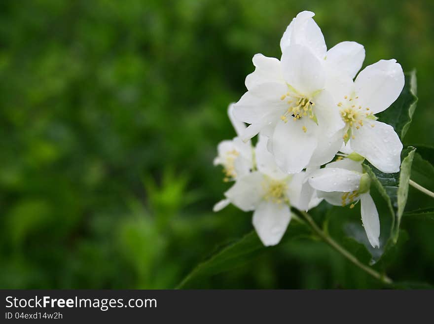 Jasmine flowers with green background