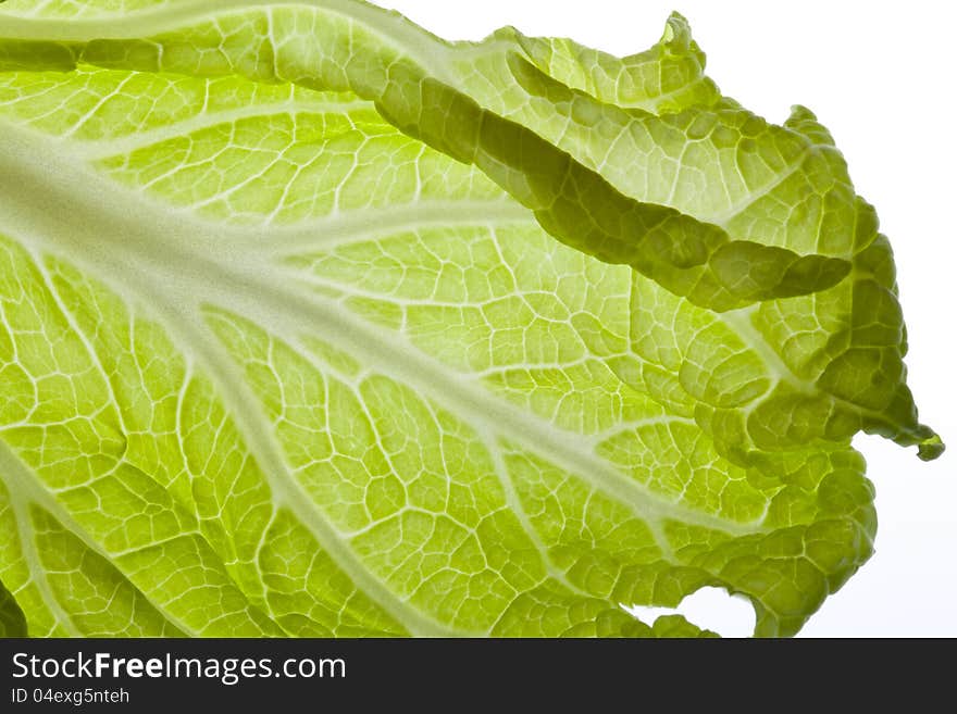 Green China Cabbage