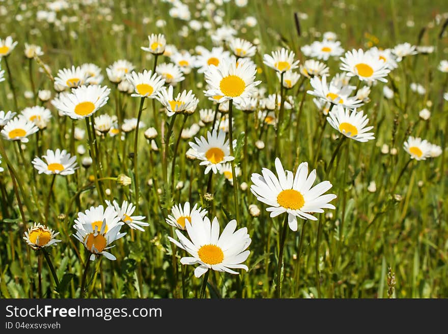 White marguerite flowers