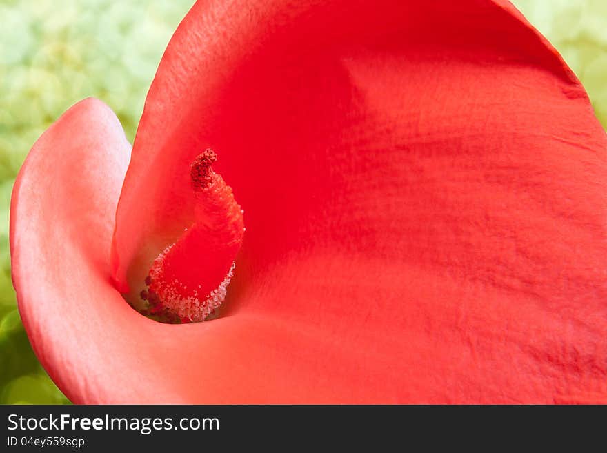 Red Calla Lily  In Closeup