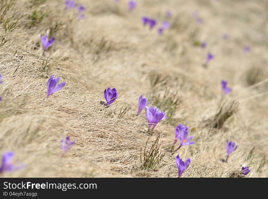 Springtime is the moment for this purple flower. Crocus