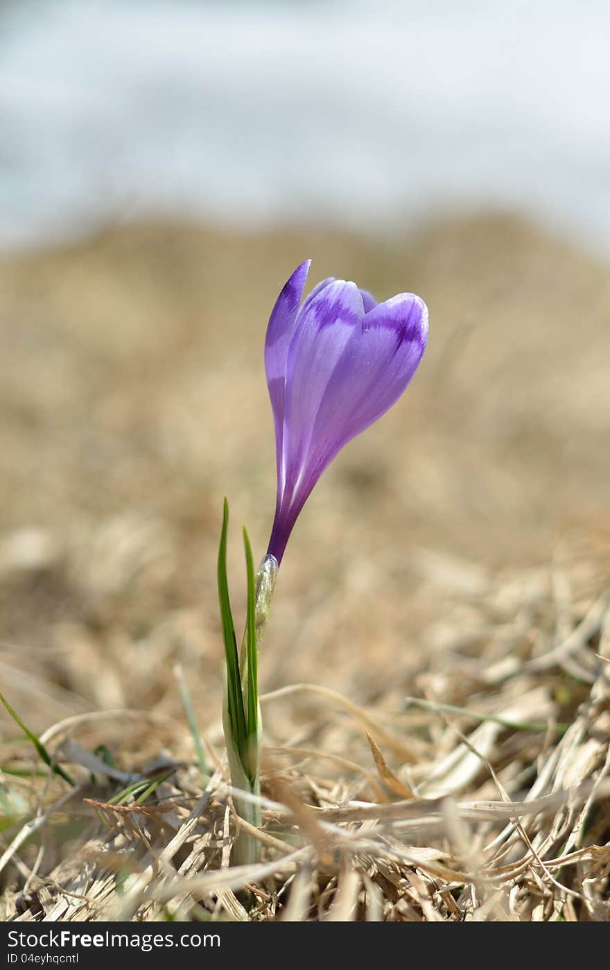 Spring blossoming crocus in grass. Spring blossoming crocus in grass