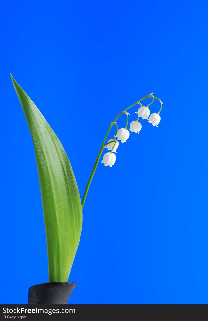 Lily-of-the-valley with long green leaf on blue background. Lily-of-the-valley with long green leaf on blue background