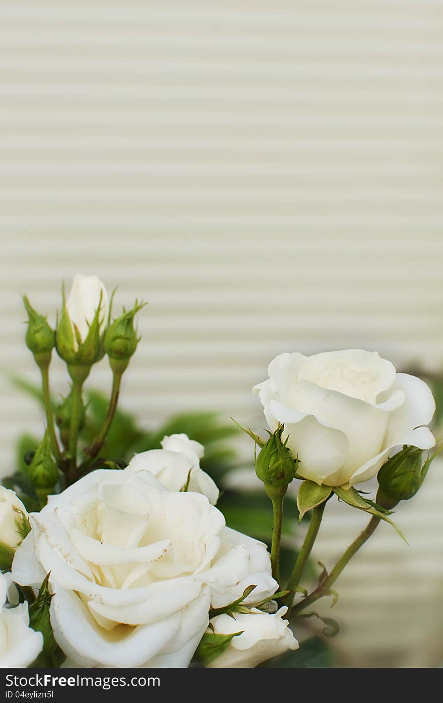 White roses in a garden