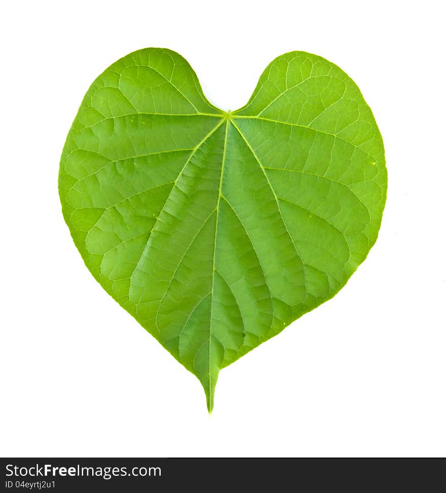 The leaf as my Heart