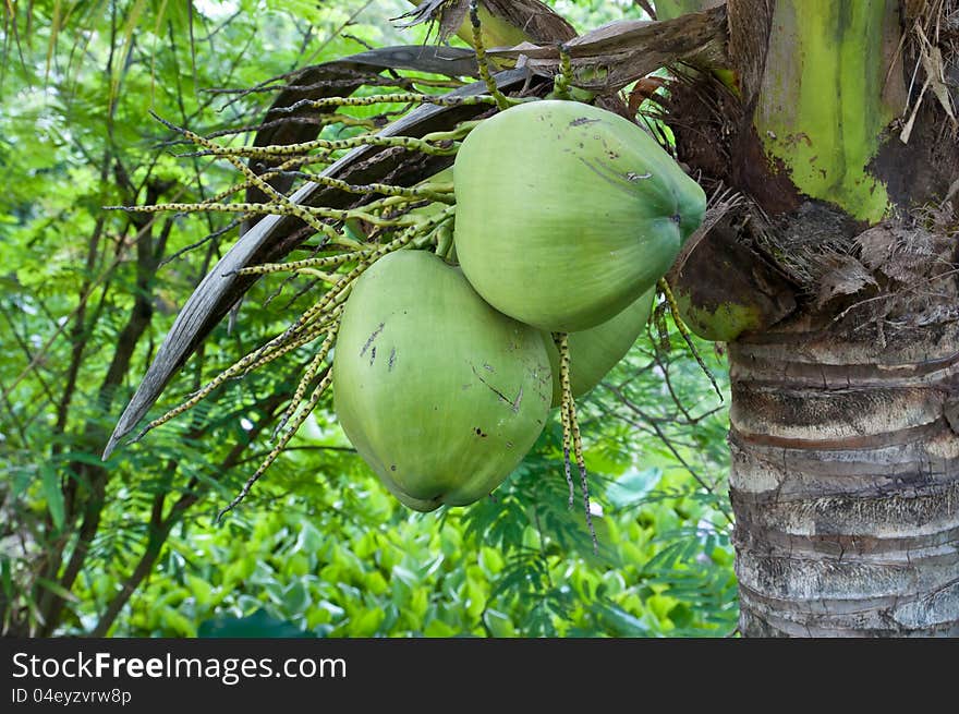 Coconut tree