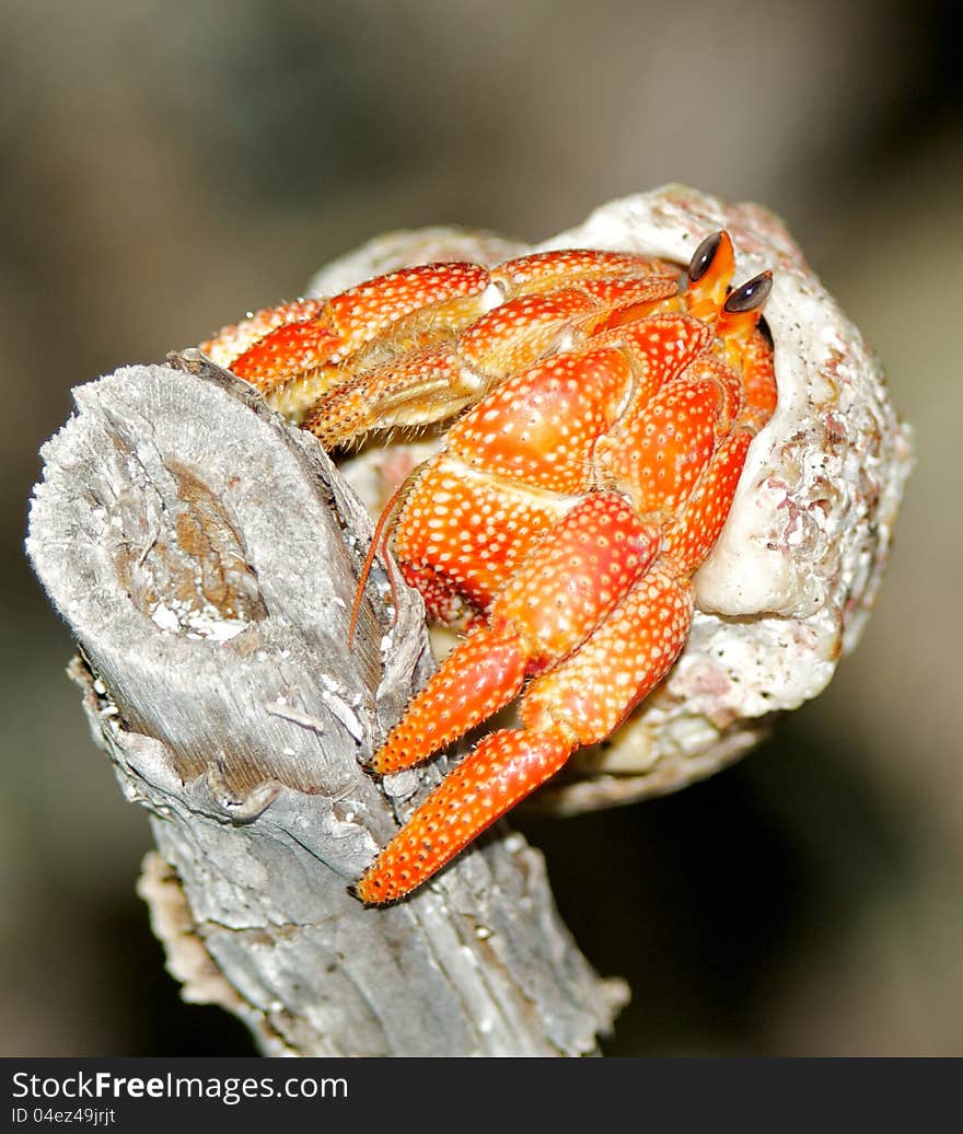 Hermit crab in his shell on wooden stack close up