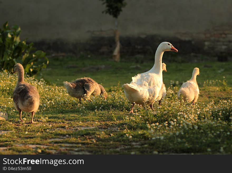 Domestic geese family in natural, idyllic surroundings.