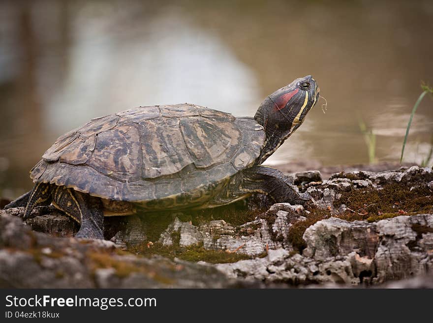 Turtle on the coast looking.