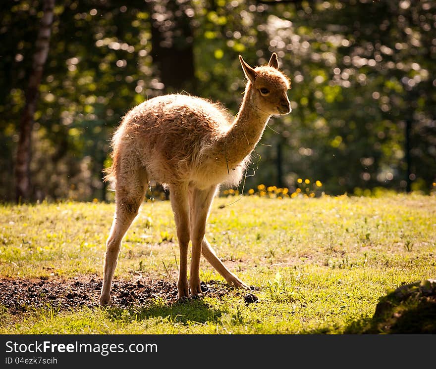 Llama alpaca need to maintain exercise.