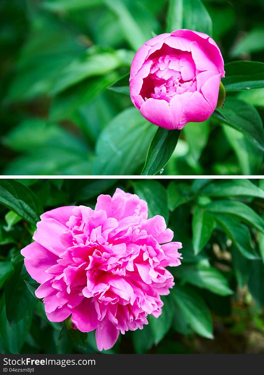 Set peony background