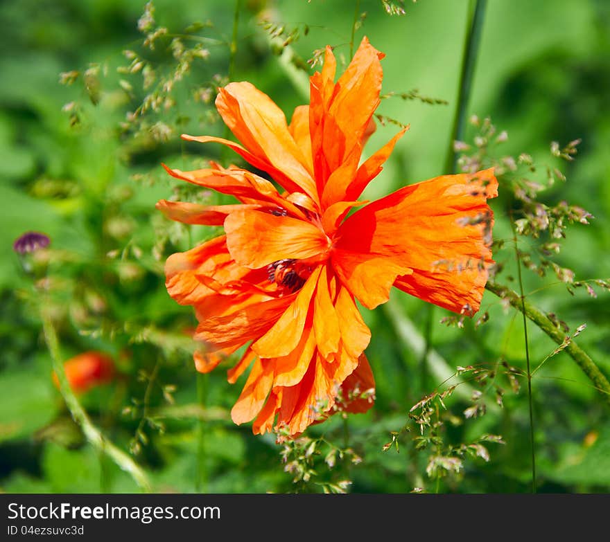 Orange poppy, place for your content