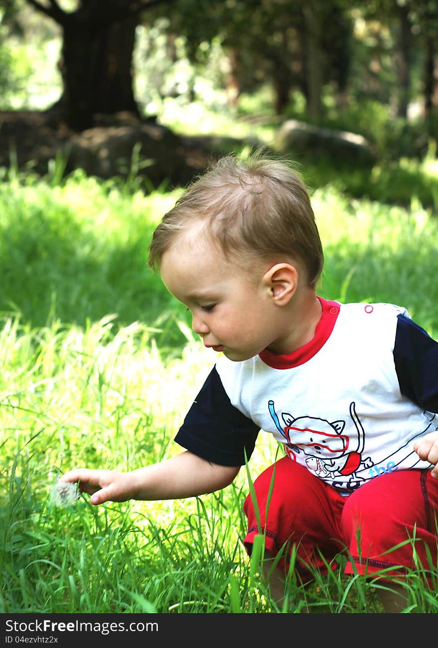 Baby boy in green grass gathers dandellons. Baby boy in green grass gathers dandellons