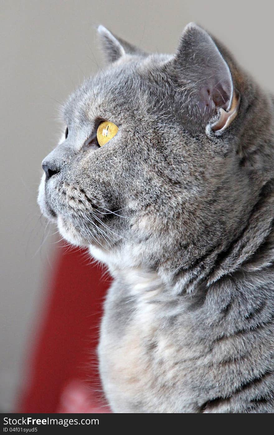 Photo of a pretty pedigree british shorthair cat keeping a close eye on the birds outside!. Photo of a pretty pedigree british shorthair cat keeping a close eye on the birds outside!