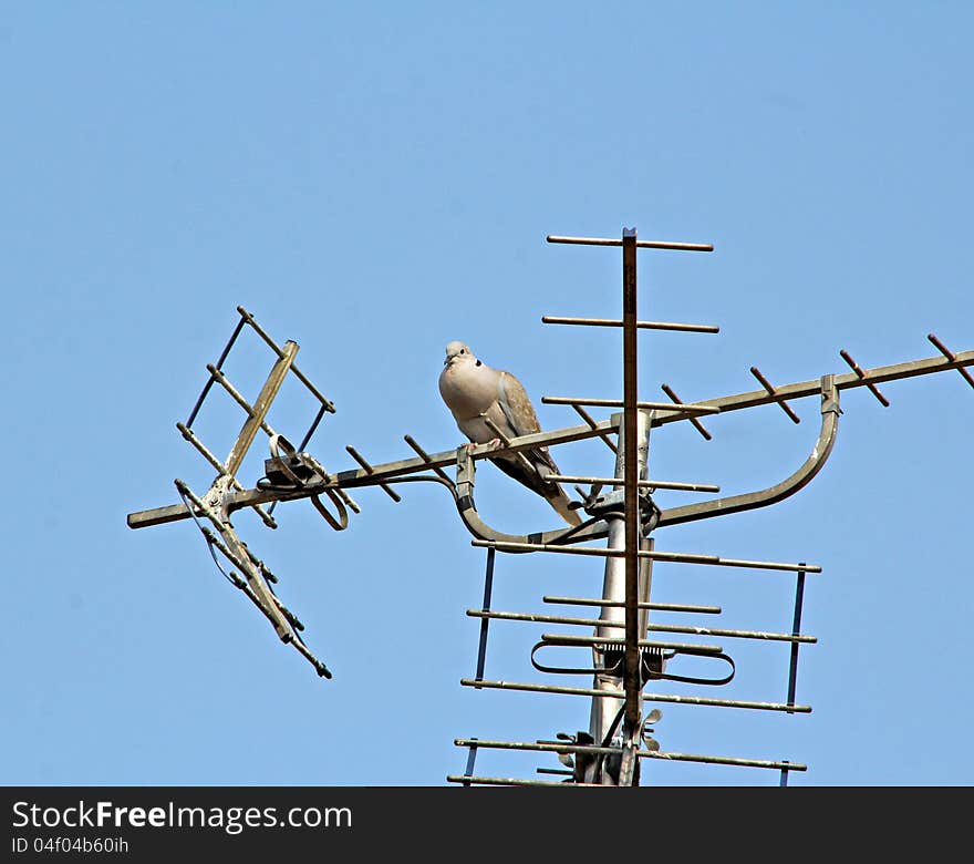 Photo of a collared dove perching on top of a tv aerial. Photo of a collared dove perching on top of a tv aerial.