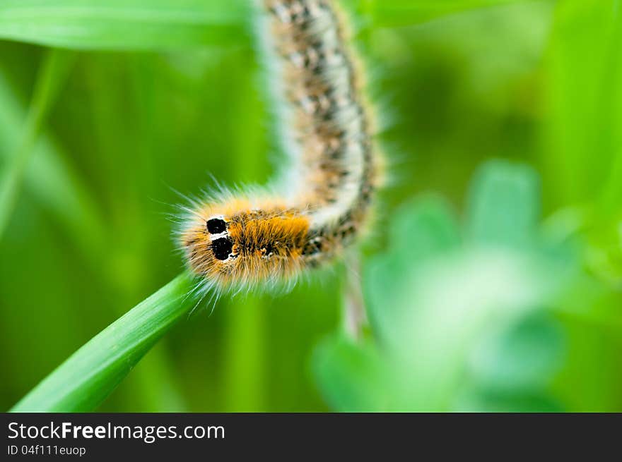 Caterpillar on green leaf. Macro close-up