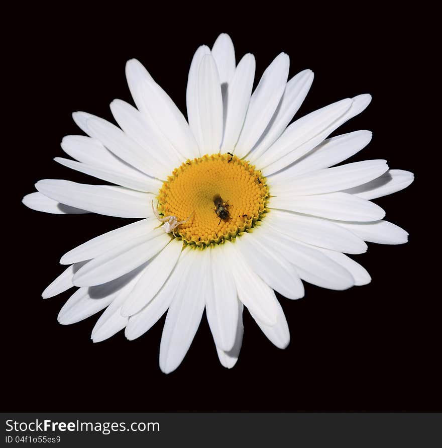 Camomile flower with a spider and a bee isolated on black background. Camomile flower with a spider and a bee isolated on black background