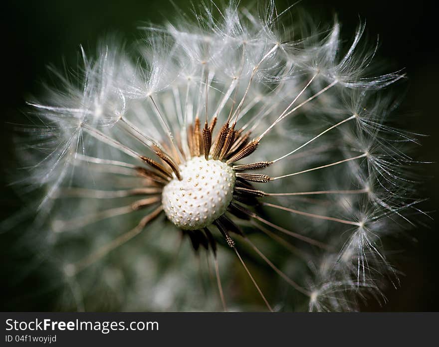 Dandelion Seeds Macro