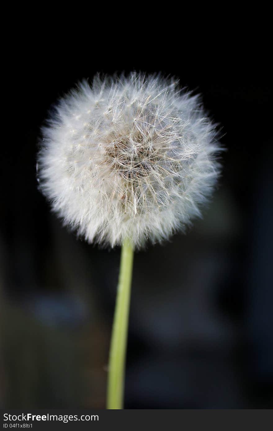 Dandelion on a dark background