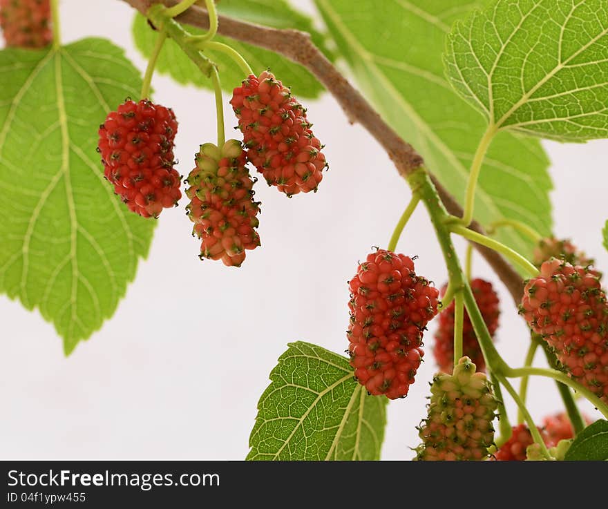 Red mulberries