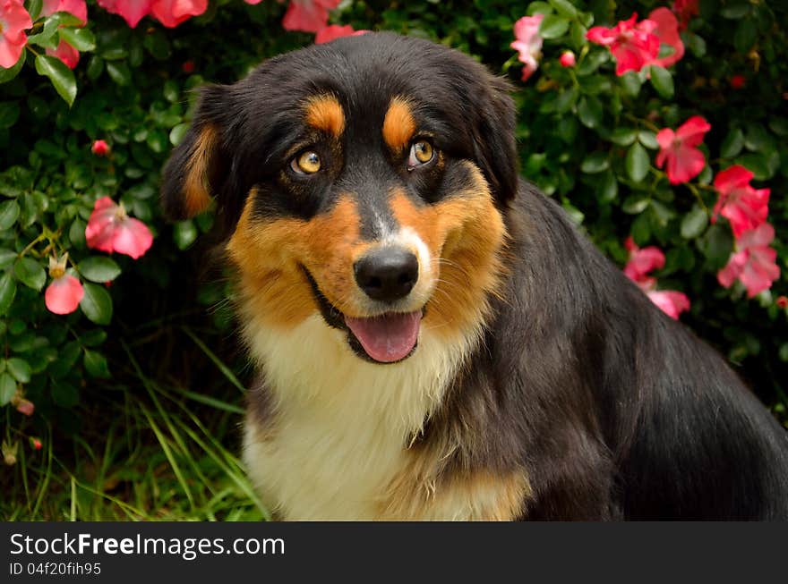 Aussie dog on the pink roses. Aussie dog on the pink roses