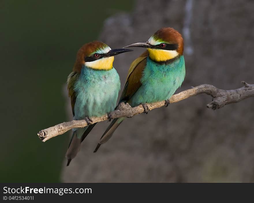 European Bee-eater pair (Merops apiaster). European Bee-eater pair (Merops apiaster)