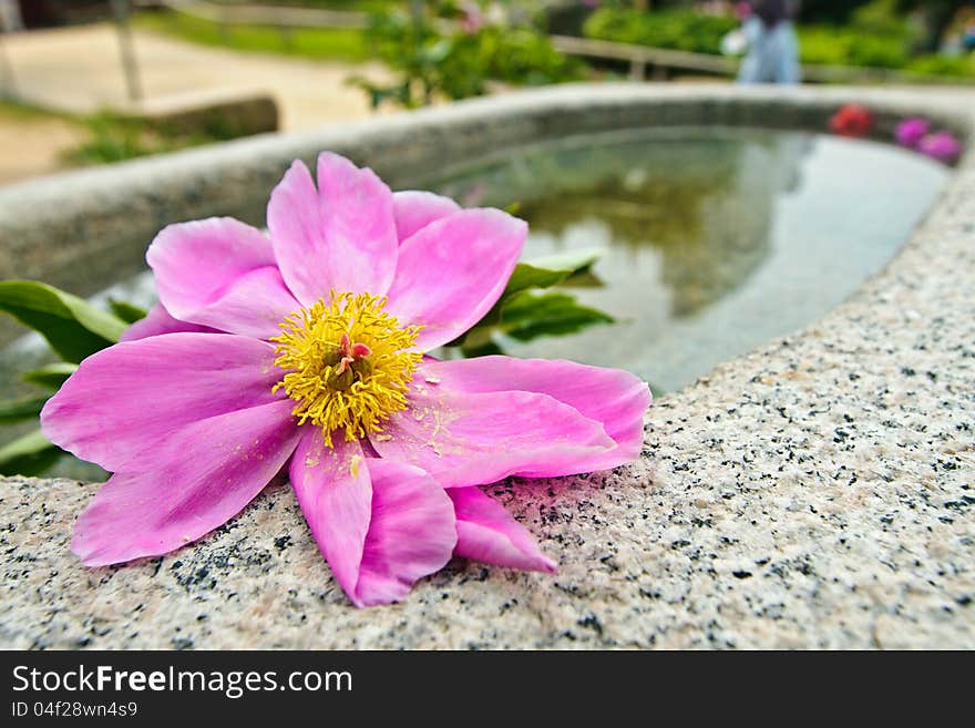 Fading flower in a water bay in buddist temple's yard