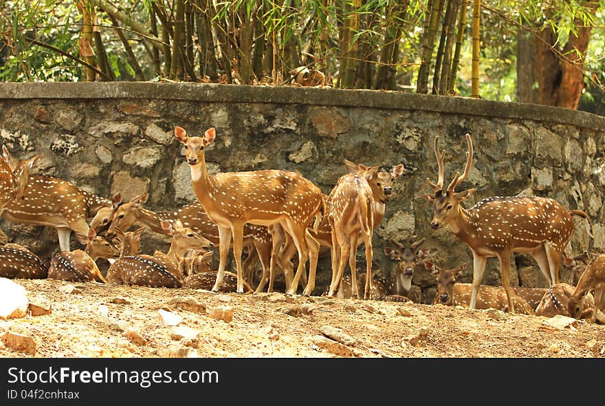 Group of spotted deers in the zoo, india. Group of spotted deers in the zoo, india