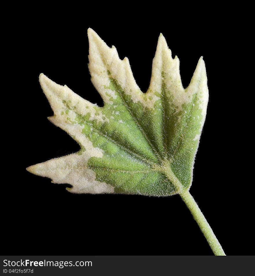 Sycamore young leaf isolated on black. Sycamore young leaf isolated on black