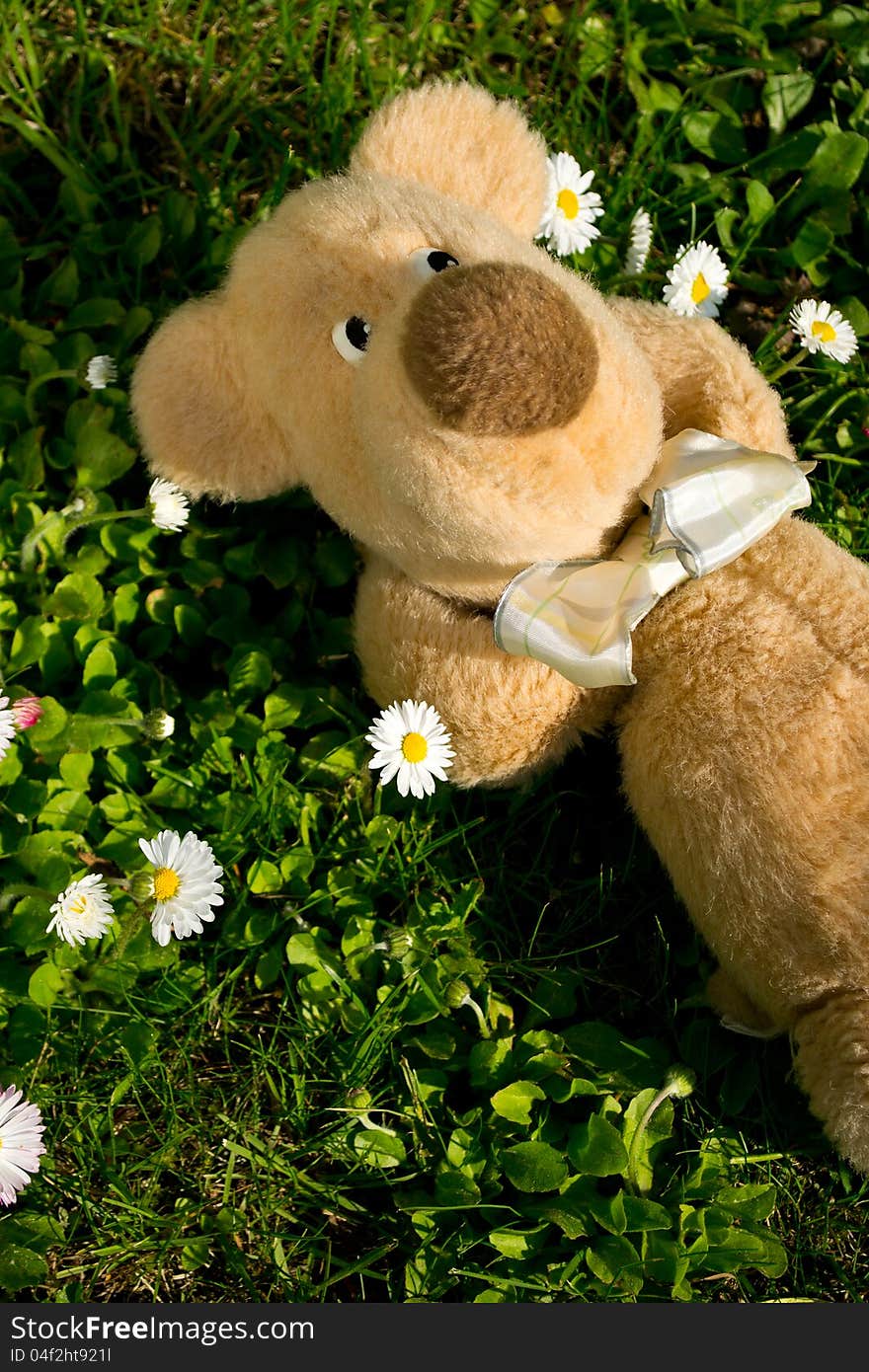 Old teddy takes a brake outdoor in sunshine. Old teddy takes a brake outdoor in sunshine