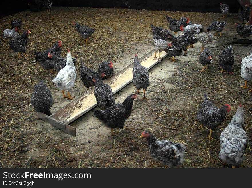 Chickens farm