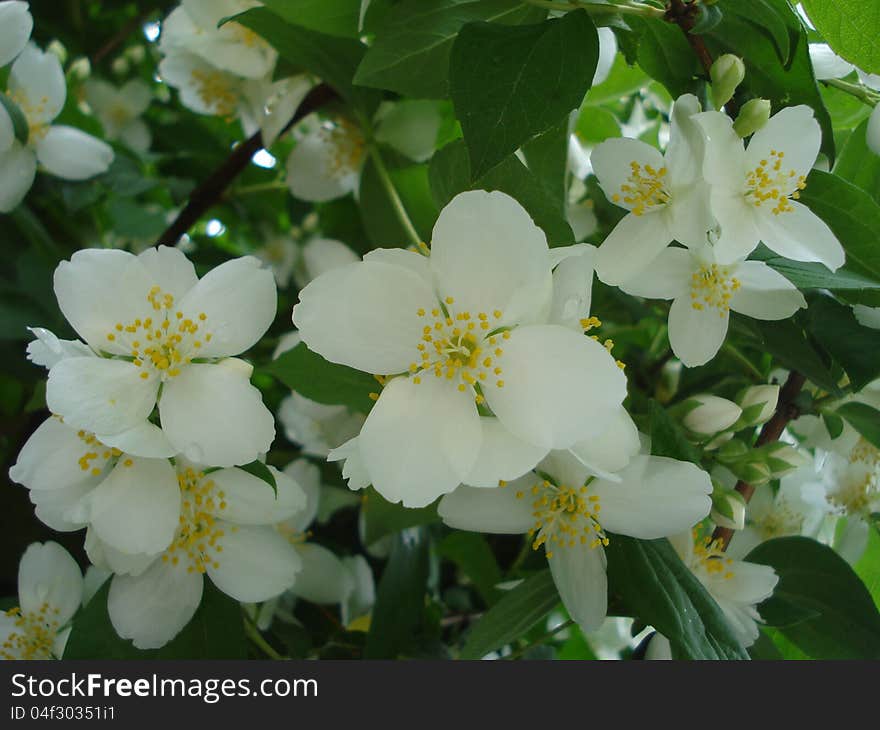 Fresh and delicate jasmine blossom