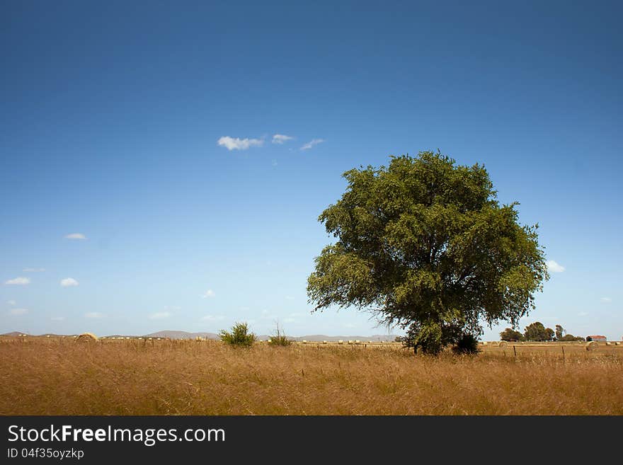 Lonely Tree