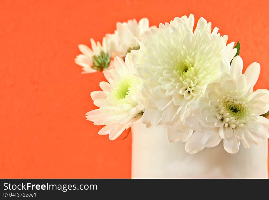 Chrysanthemum flower in the cup