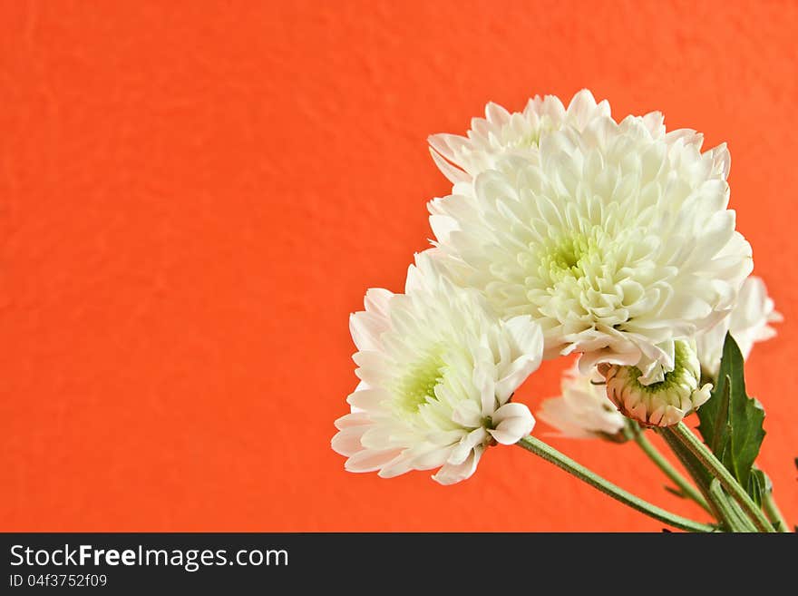 Chrysanthemum flower