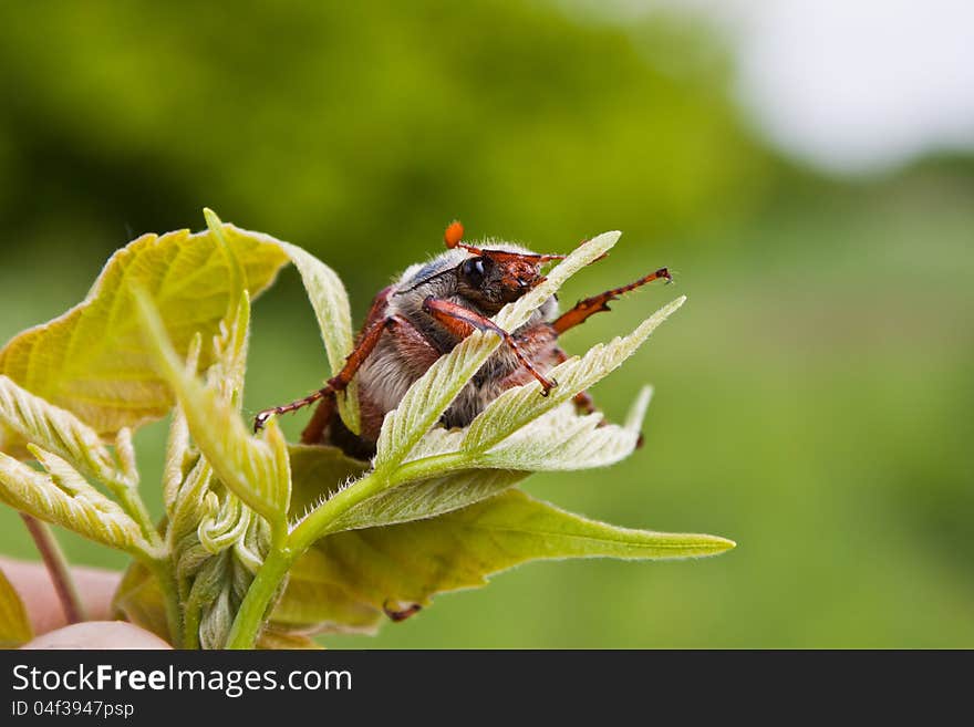 Photo of the single chafer at the green leaf