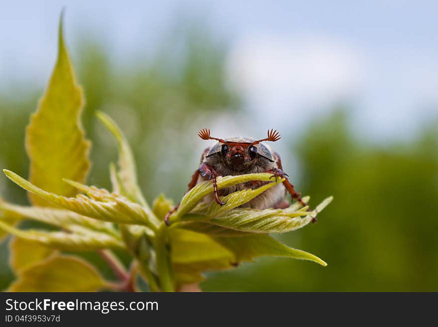 Photo of the single chafer at the green leaf