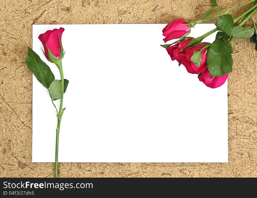 Rose on blank paper background for valentine'day. Rose on blank paper background for valentine'day