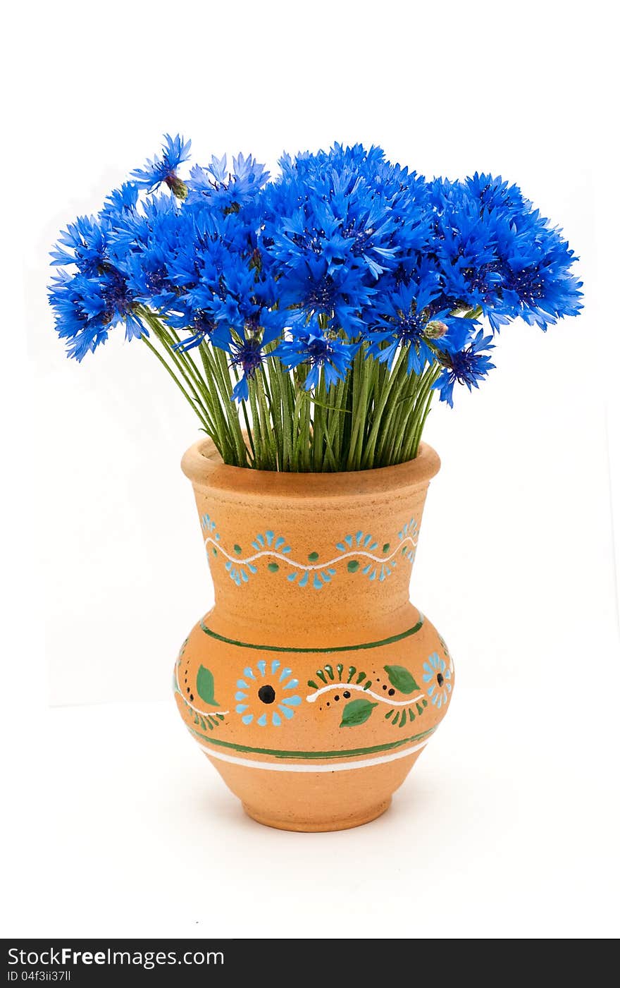 Beautiful blue cornflower in the pitcher