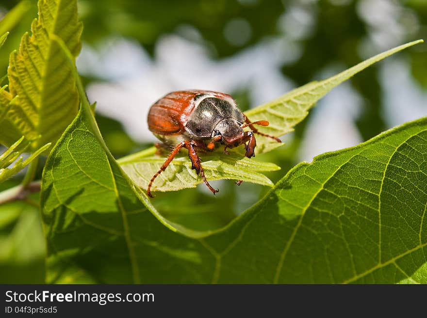 Photo of the single chafer at the green leaf